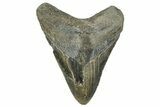 Serrated, Fossil Megalodon Tooth - North Carolina #328407-1